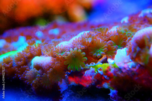 Ultra macro shot on montipora polyps sps coral