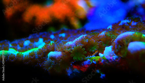 Ultra macro shot on montipora polyps sps coral