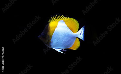 undersea, fish in aquarium, care, seawater, rare, new, reef safe, photography, butterfly, mariculture, photo, zoster, pacific, tropics, background, colorful, exotic, coral, sealife, body, white, omniv photo