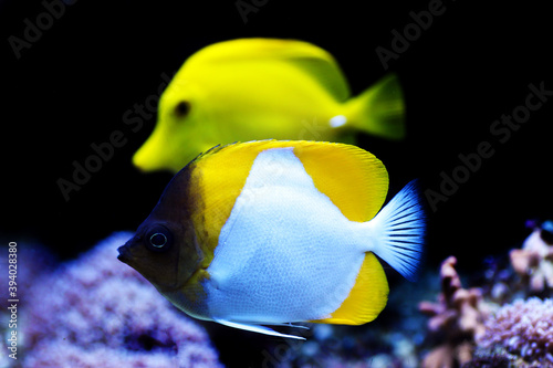 undersea, fish in aquarium, care, seawater, rare, new, reef safe, photography, butterfly, mariculture, photo, zoster, pacific, tropics, background, colorful, exotic, coral, sealife, body, white, omniv