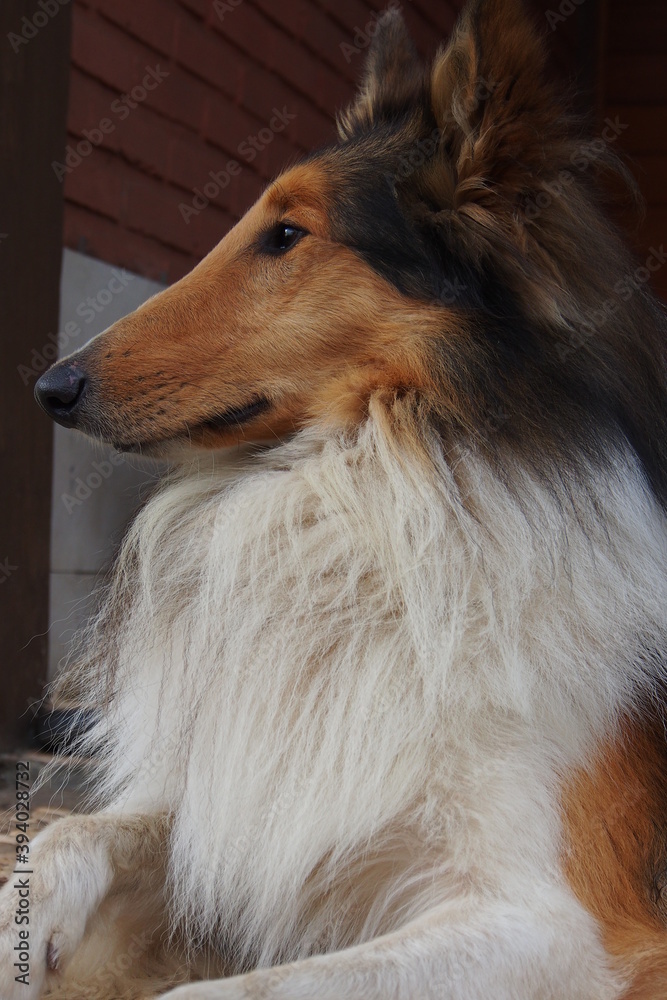 close up of collie dog