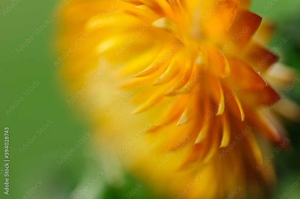 Fototapeta premium Golden macro flower