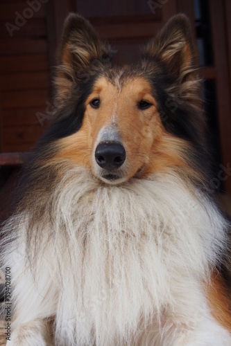 close up of collie dog © lessysebastian