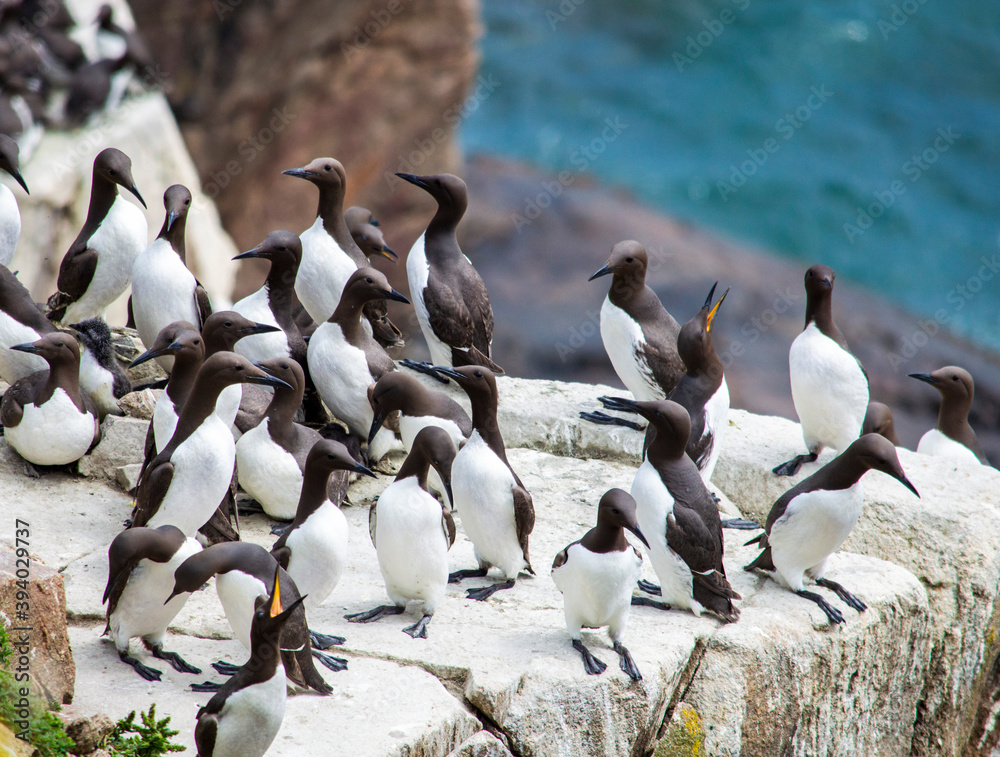 Fototapeta premium Birds at Saltee islands in Wexford Ireland.