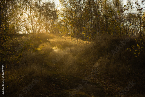 morning in the forest