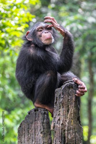 Canvas Print chimpanzee sitting on stone