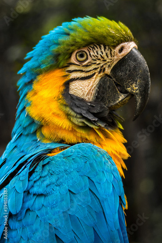 The scarlet macaw bird © lessysebastian