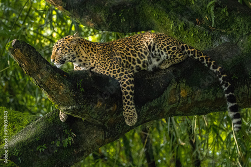 the leopard perched on branch