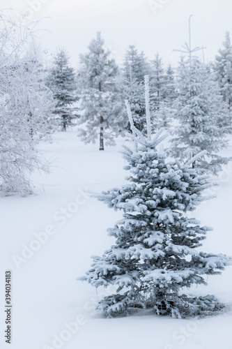 snow covered Christmas trees © Phil & Karen Rispin