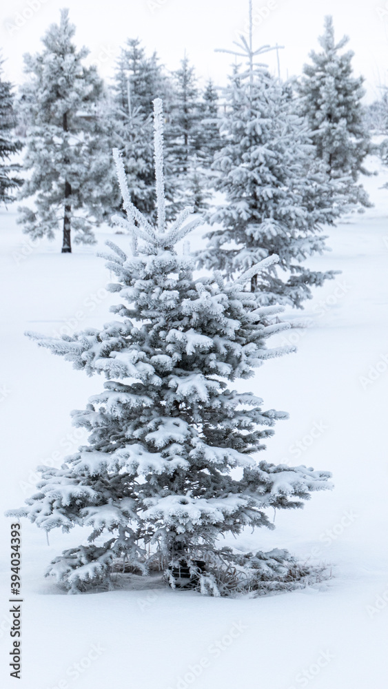 snow covered Christmas trees