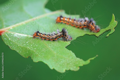Lepidoptera larvae on leaves of wild plants, North China