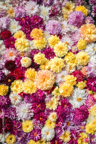 色とりどりダリアの花の背景 © Nature Land