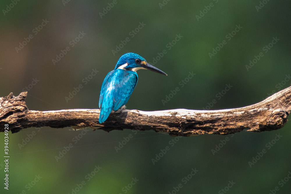 Collared Kingfisher or Todiramphus chloris