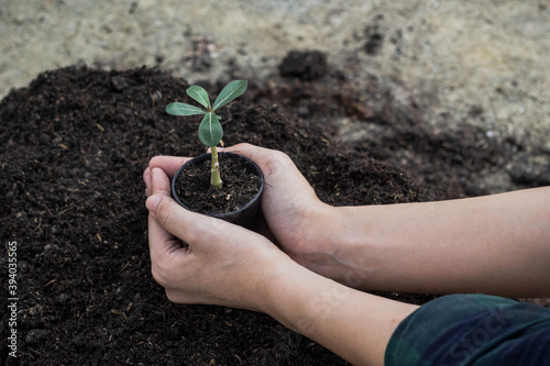 Asian women are planting trees at the edge of the forest.