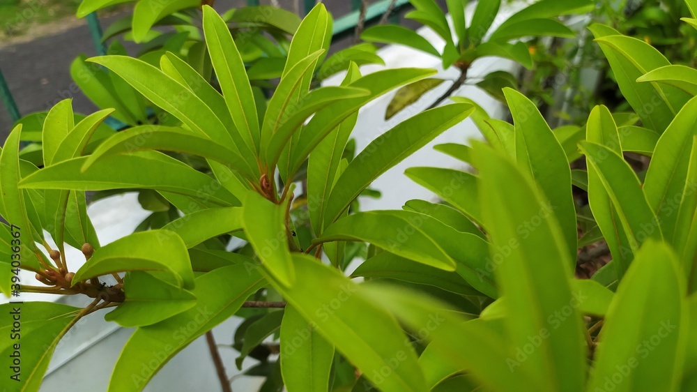 Obraz premium Green Leaves