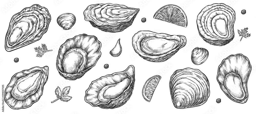 Oyster seafood opened and closed shell sketch set. Ink hand drawn fresh and cooked bivalve mollusk delicacy food ingredient for menu design decor vector illustration isolated on white background Oyster seafood opened and closed shell sketch set. Ink hand drawn fresh and cooked bivalve mollusk delicacy food ingredient for menu design decor vector illustration isolated on white background