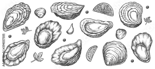 Oyster seafood opened and closed shell sketch set. Ink hand drawn fresh and cooked bivalve mollusk delicacy food ingredient for menu design decor vector illustration isolated on white background
