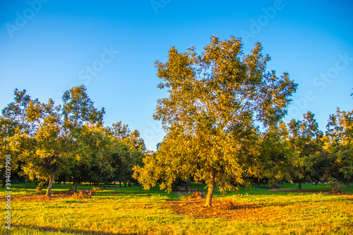 Rows of pecan trees on a Pecan Tree Orchard