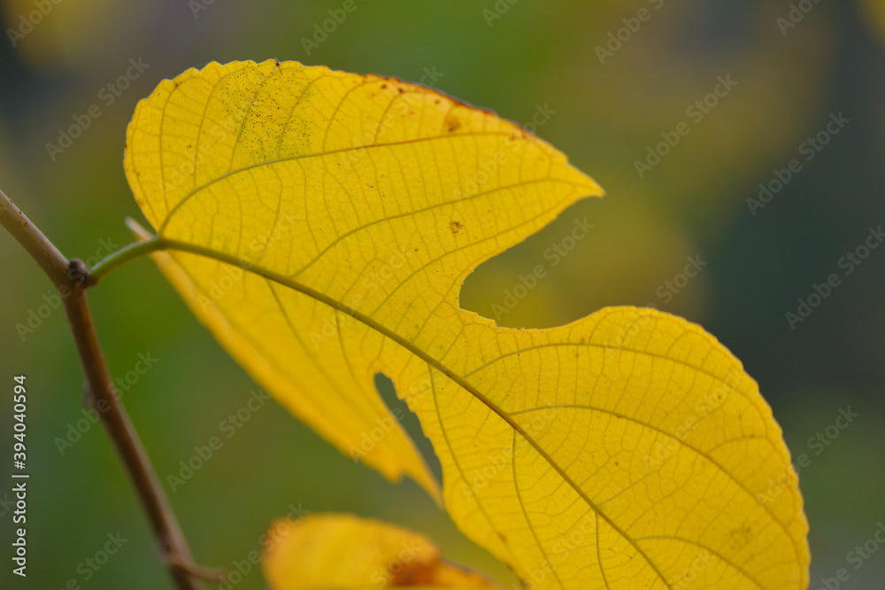 Fototapeta premium yellow leaf of a tree