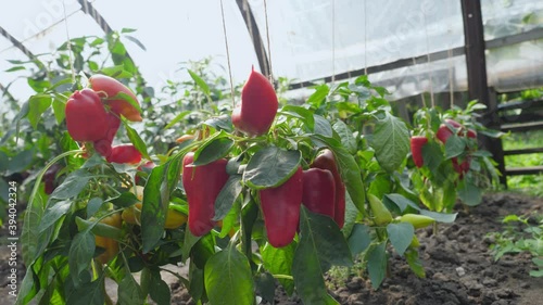red and yellow bell peppers in the greenhouse. Agriculture