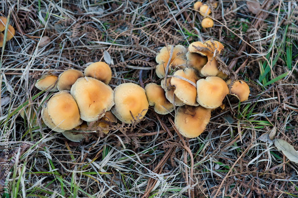 nice view of several mushrooms growing in the forest nice view of several mushrooms growing in the forest