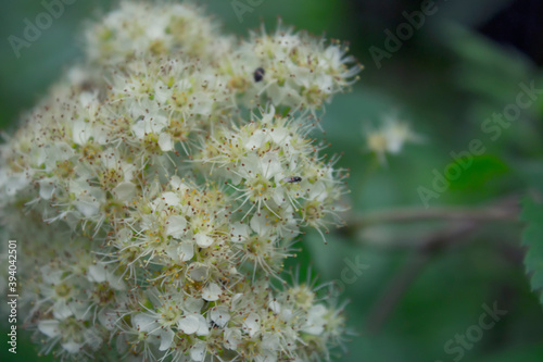 bee on a flower