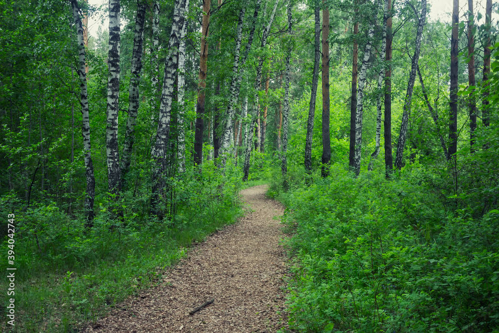 footpath in the woods