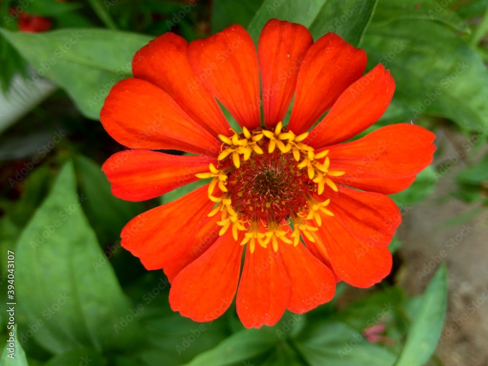 Zinnia elegans (youth and age, common zinnia, elegant zinnia) flower with natural background. Flower colours range from white, cream, pinks, reds, purples, green, yellow, apricot, orange and salmon. Zinnia elegans (youth and age, common zinnia, elegant zinnia) flower with natural background. Flower colours range from white, cream, pinks, reds, purples, green, yellow, apricot, orange and salmon.