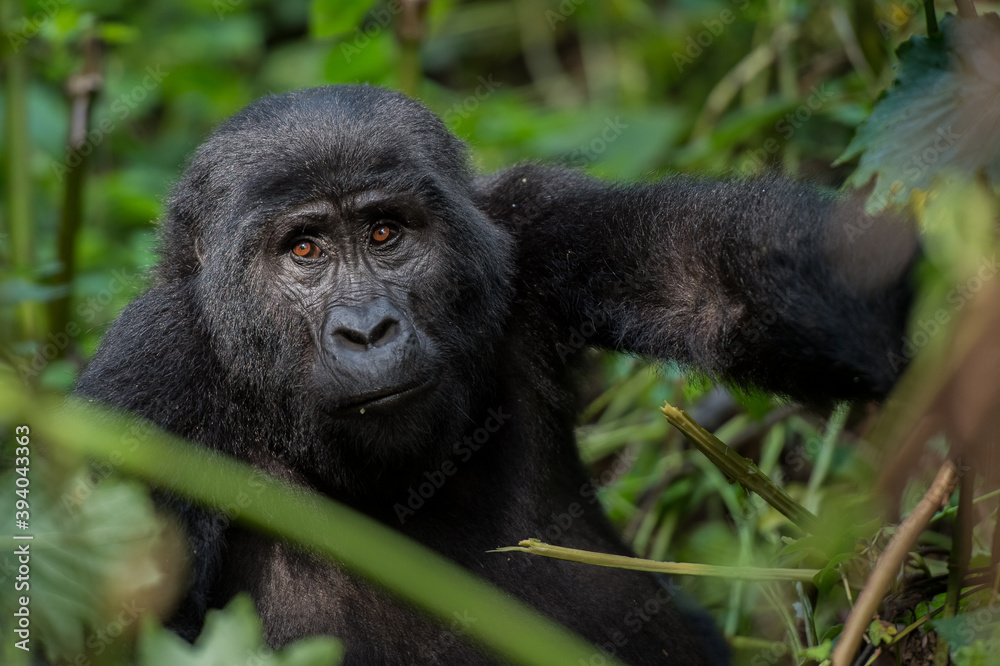 Obraz premium Mountain Gorilla