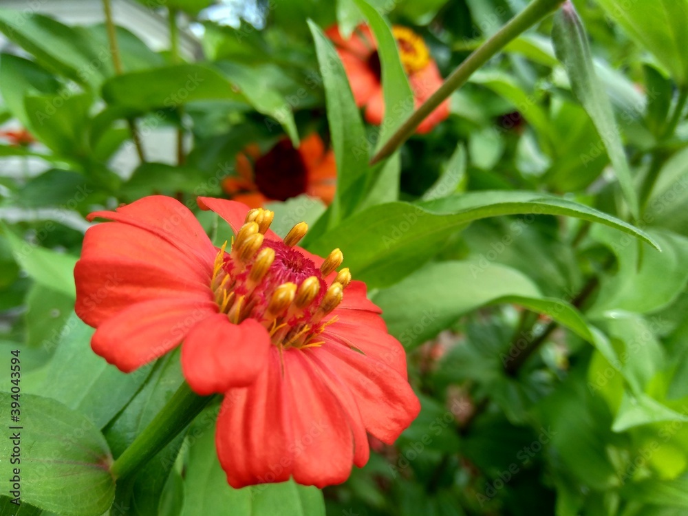 Zinnia elegans (youth and age, common zinnia, elegant zinnia) flower with natural background. Flower colours range from white, cream, pinks, reds, purples, green, yellow, apricot, orange and salmon. Zinnia elegans (youth and age, common zinnia, elegant zinnia) flower with natural background. Flower colours range from white, cream, pinks, reds, purples, green, yellow, apricot, orange and salmon.