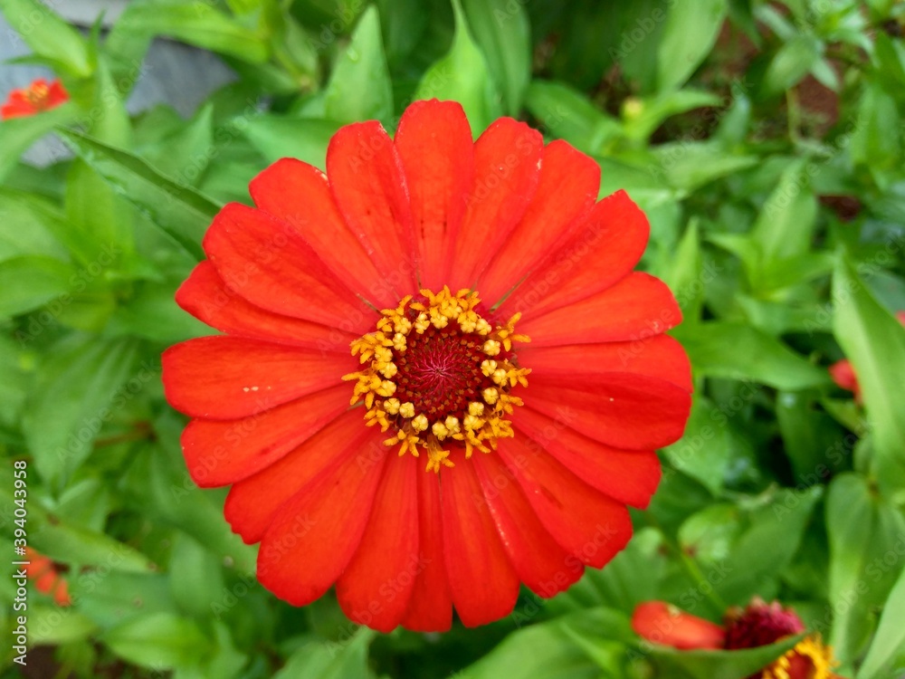 Zinnia elegans (youth and age, common zinnia, elegant zinnia) flower with natural background. Flower colours range from white, cream, pinks, reds, purples, green, yellow, apricot, orange and salmon. Zinnia elegans (youth and age, common zinnia, elegant zinnia) flower with natural background. Flower colours range from white, cream, pinks, reds, purples, green, yellow, apricot, orange and salmon.