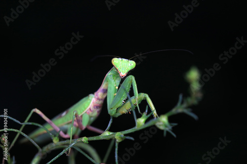 Mantis lives on weeds in the North China Plain