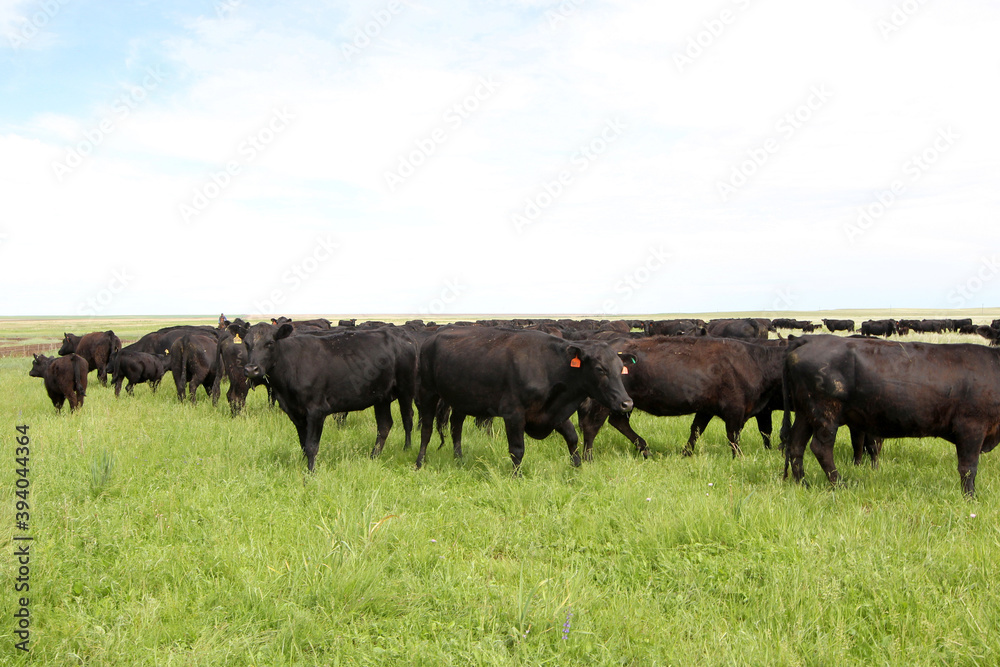 cow, animal, cattle, farm, field, grass, agriculture, meadow, nature, pasture, bull, green, rural, grazing, mammal, herd, cows, landscape, brown, livestock, summer, beef, calf, sky, farming cow, animal, cattle, farm, field, grass, agriculture, meadow, nature, pasture, bull, green, rural, grazing, mammal, herd, cows, landscape, brown, livestock, summer, beef, calf, sky, farming