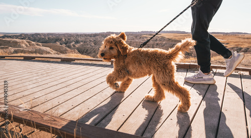 фотографія Badlands Puppy Golden Doodle Puppy Boardwalk Puppy in Badlands