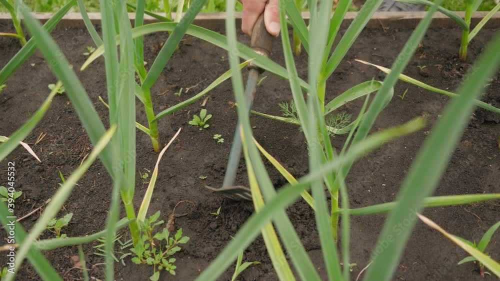 hoe processing beds with green onions hoe processing beds with green onions