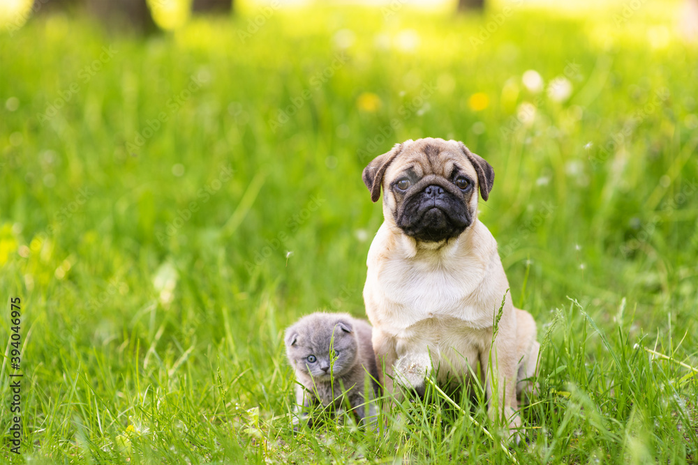 A pug puppy and a Scotland gray kitten sit next to the green grass and looking at camera