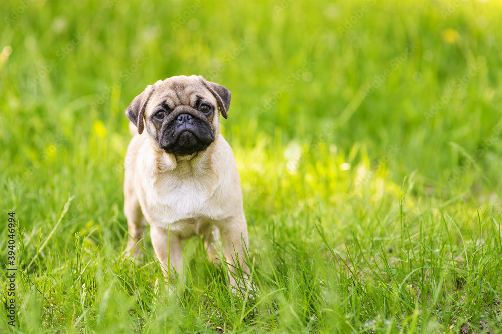 A puppy puppy stands in the park on the grass in the summer and looking at camera