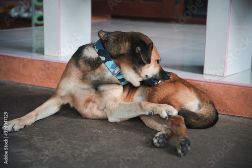 A dog is using its mouth to scratch ticks. photo