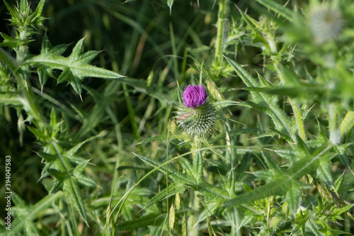 Spear thistle photo