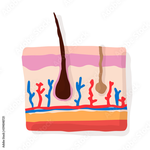 Skin anatomy; Hand drawn vector illustration like woodblock print
