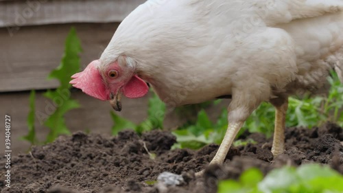 Chickens walk around the garden and peck at worms.