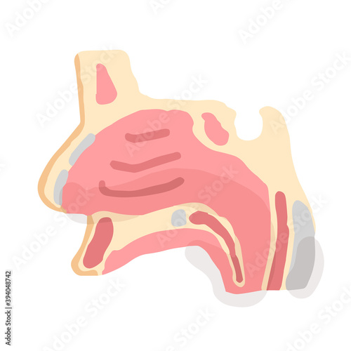 Nose anatomy; Hand drawn vector illustration like woodblock print