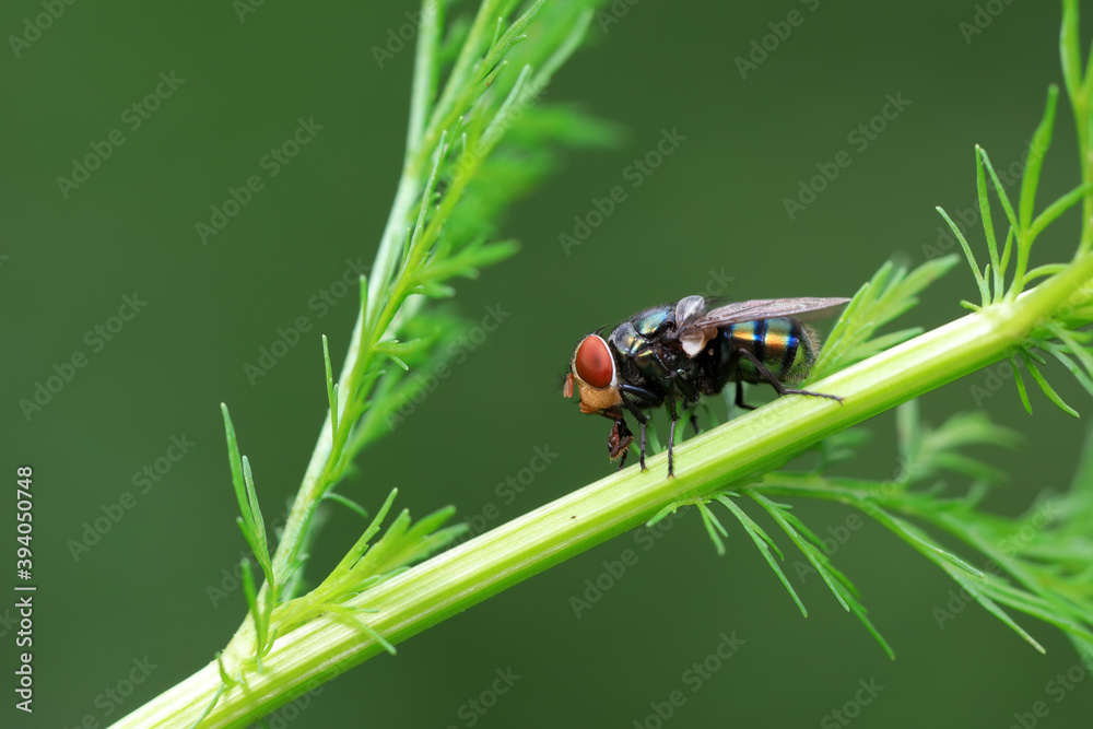 Flies on plants in the nature, North China Plain