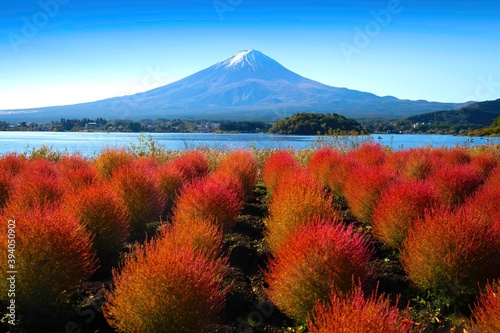 Kokia and Mount Fuji during the autumn leaves at Lake Kawakuchiko Flower Park