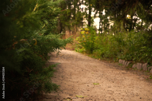 The road leads through a beautiful park. Juniper bush