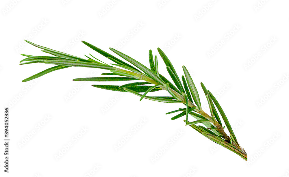 Fototapeta premium Fresh green sprigs of rosemary isolated on a white background