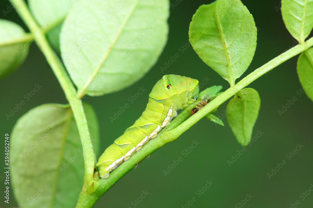 Papilio Zanthoxylum lives on wild plants in North China Papilio Zanthoxylum lives on wild plants in North China