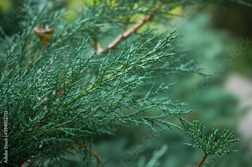 Juicy bright juniper branch in macro photography