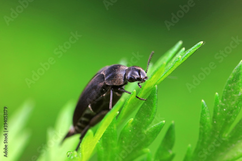 Coleoptera flower fleas crawling on weeds