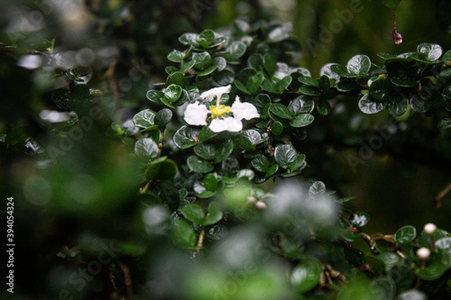 Plantas, Flores photo